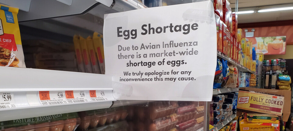 Massedød blant høns i USA: – Svært sannsynlig med smitte mellom mennesker