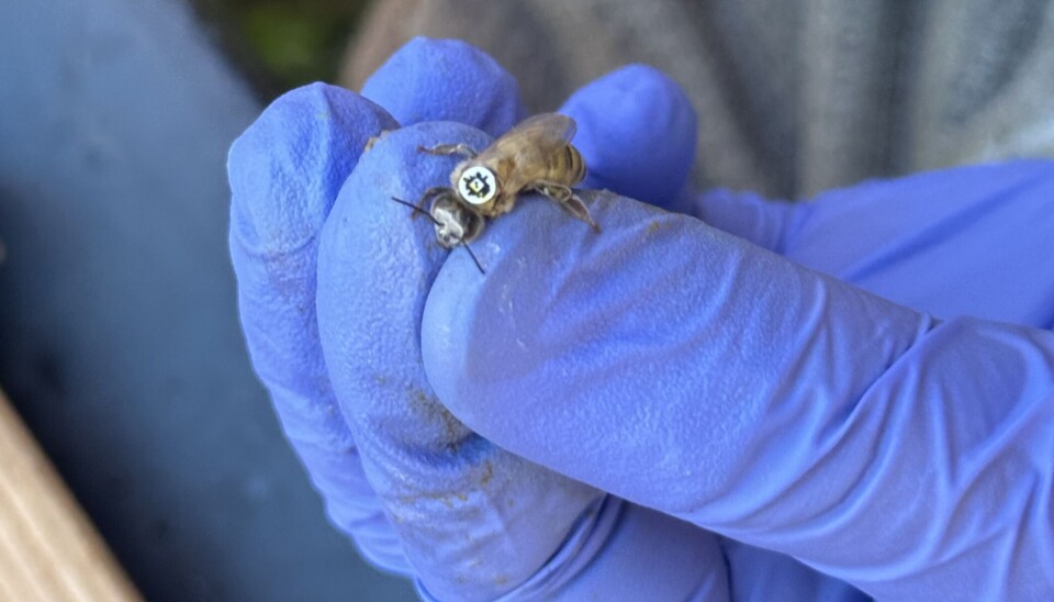 AprilTags, som likner veldig på QR-koder, festes på ryggen til bier for å spore bevegelsene.