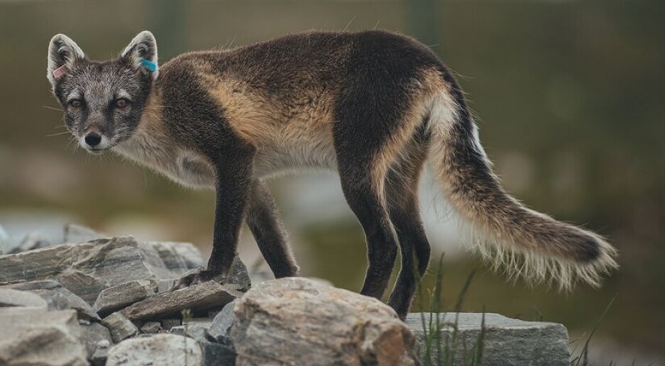 Slik kan vi hindre tap av genetisk mangfold