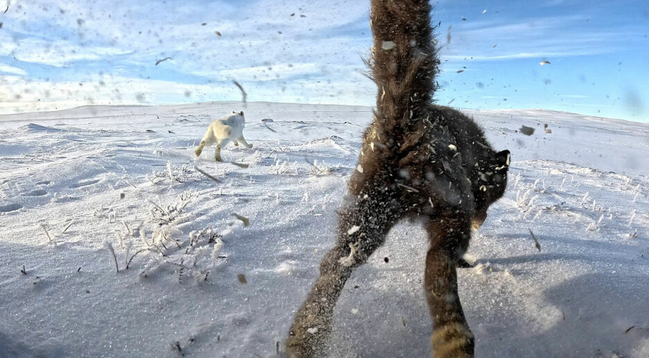 Slik hindrer forskerne innavl hos fjellreven