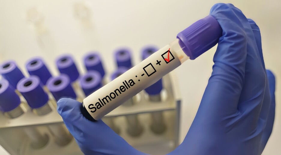 Klimaendringer kan gi mer salmonella