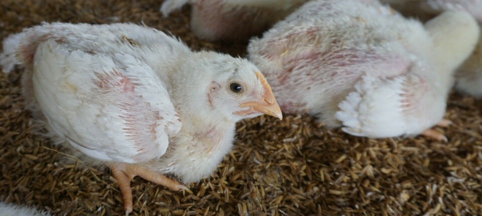 Dyr lider, mener forskere. Men er det så farlig når de bare lever i en måned?