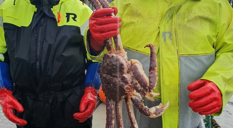 Fiske av kongekrabbe: Nye teiner skal fange bare de store og kjøttfulle hannkrabbene