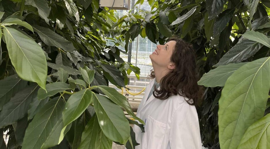 Slik kan vi dyrke melon og avokado i Norge