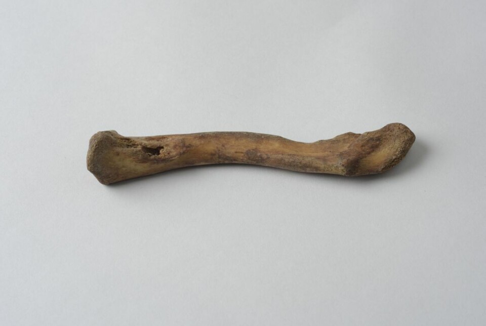 Skade på kragebein. Denne skaden går igjen på mange av skjelettene fra Likneset.