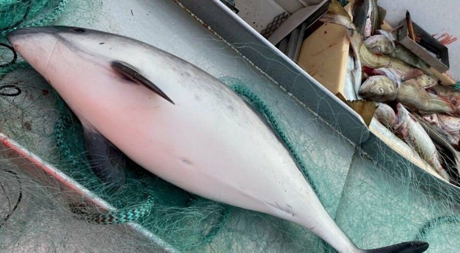 Lydsendere i fiskegarn skulle hindre at nisene ble fanget i dem. Men har de nå vent seg lydene?