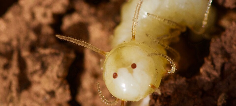 Dette er ikke et ansikt, men rent lureri