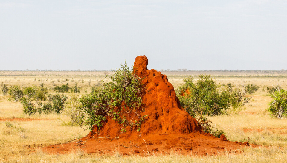 Tidlige mennesker var vegetarianere