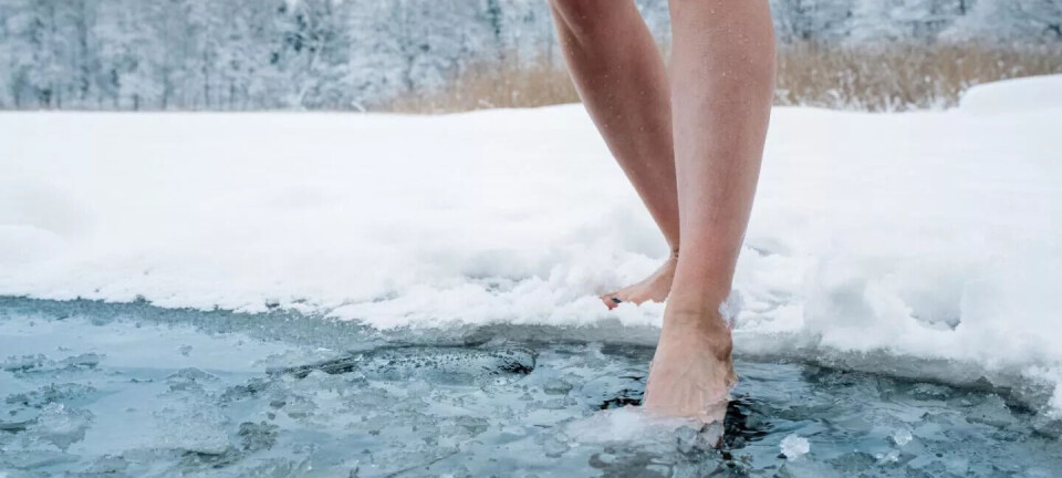 Hva fant forskerne ut om vinterbading da de samlet en rekke studier?