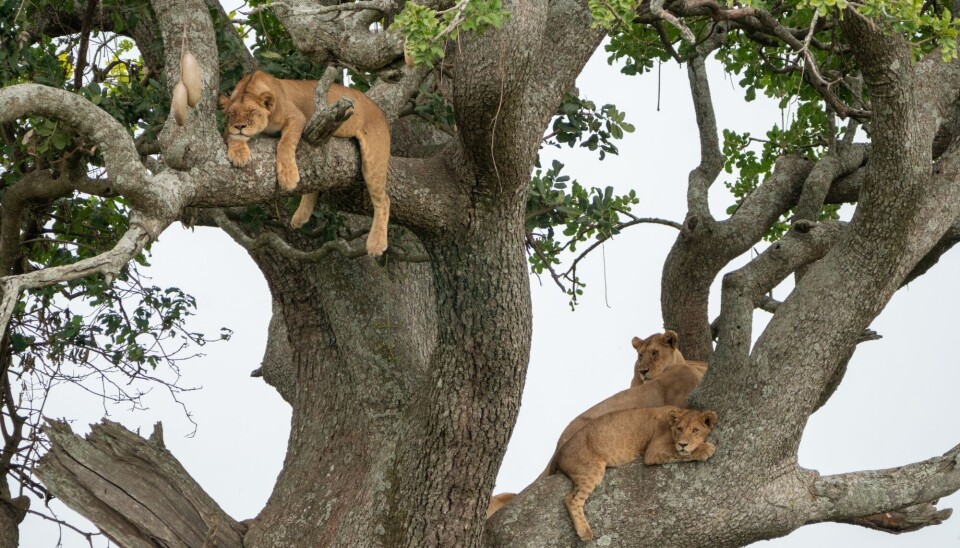 Det er et uvanlig syn, men her slapper løvene i Serengeti nasjonalpark av i et tre. Løver i et tre i Serengeti nasjonalpark.