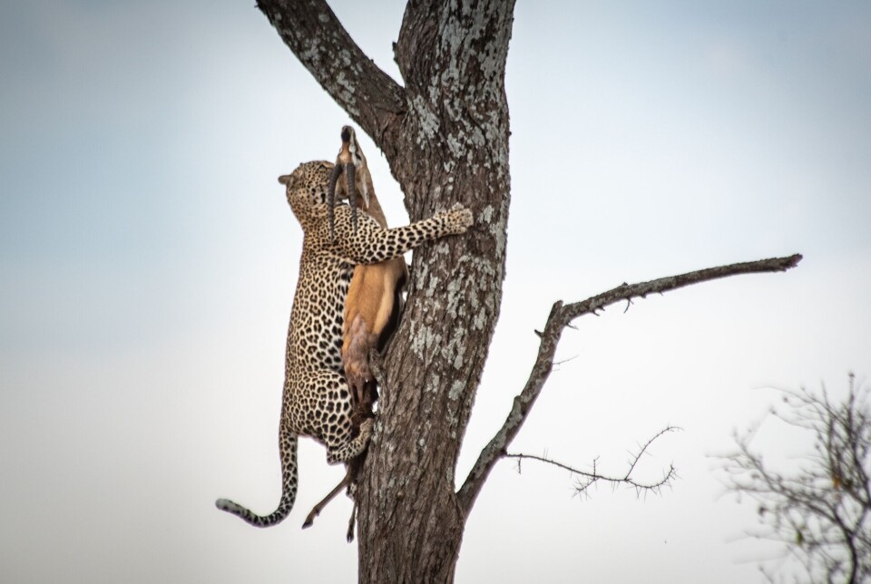 Leoparder er flinke klatrere, selv med mat i munnen. En leopard som klatrer opp et tre med en død antilope i munnen.