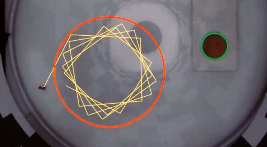 Fluer leker akkurat som barn på en karusell