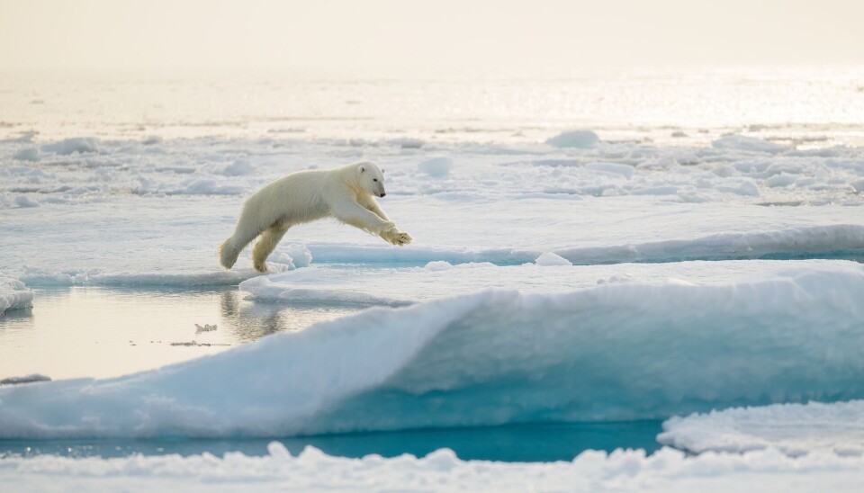 Isbjørnen er den største bjørnen i verden, og på grunn av klimaendringer får den mindre og mindre plass å bo på. En isbjørn på Svalbard som hopper fra et isflak til et annet.