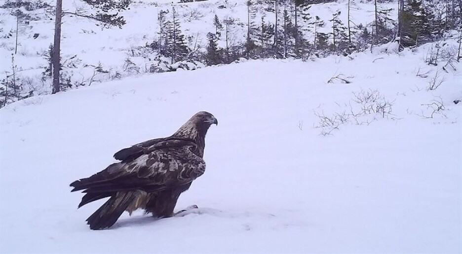 Foretrekker kongeørn områder der det er mye husdyr?