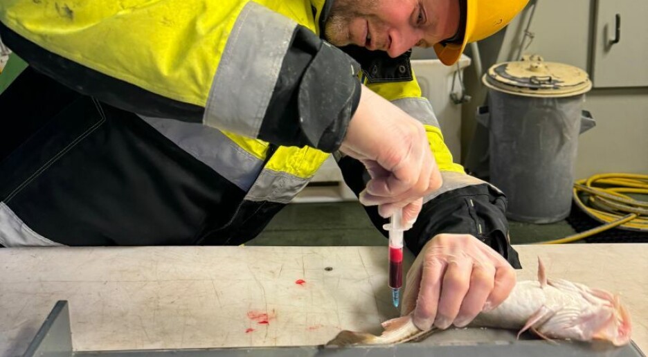 Torsken i Oslofjorden inneholder dobbelt så mye kvikksølv som på 80-tallet