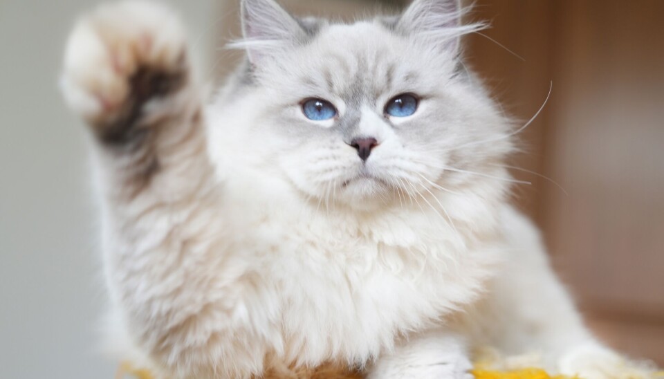 Er katter misforstått? Det tror katteforsker og kattespesialist.