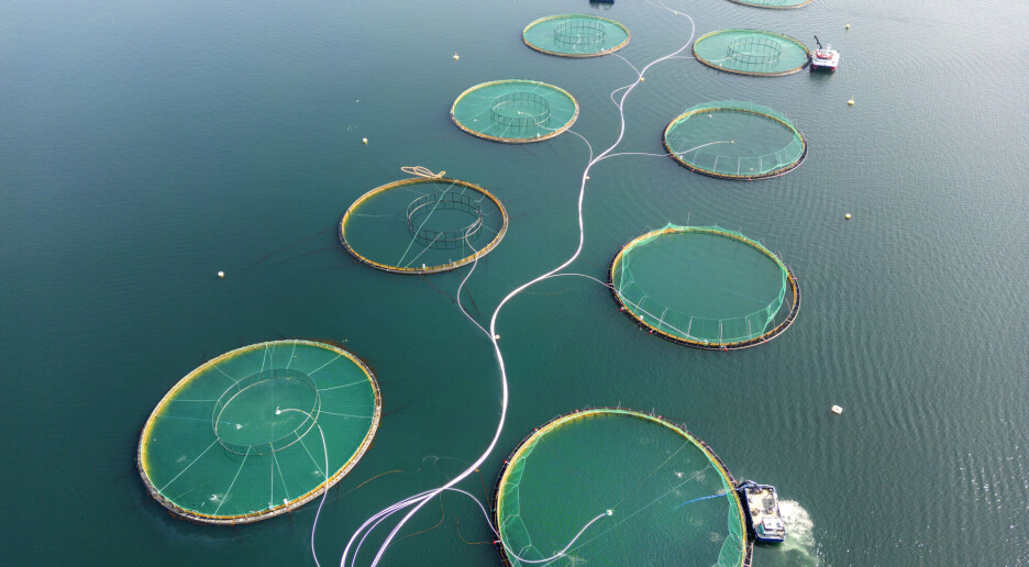 Rapport: Frykter dårlig dyrevelferd og negative miljøeffekter av fiskeoppdrett