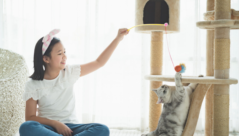 Katten liker å aktiviseres gjennom lek