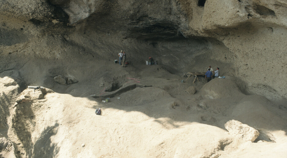 Avokado: Fra en hule i Honduras til norsk taco
