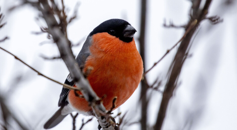 Mat gjerne småfuglene om våren, sier forsker