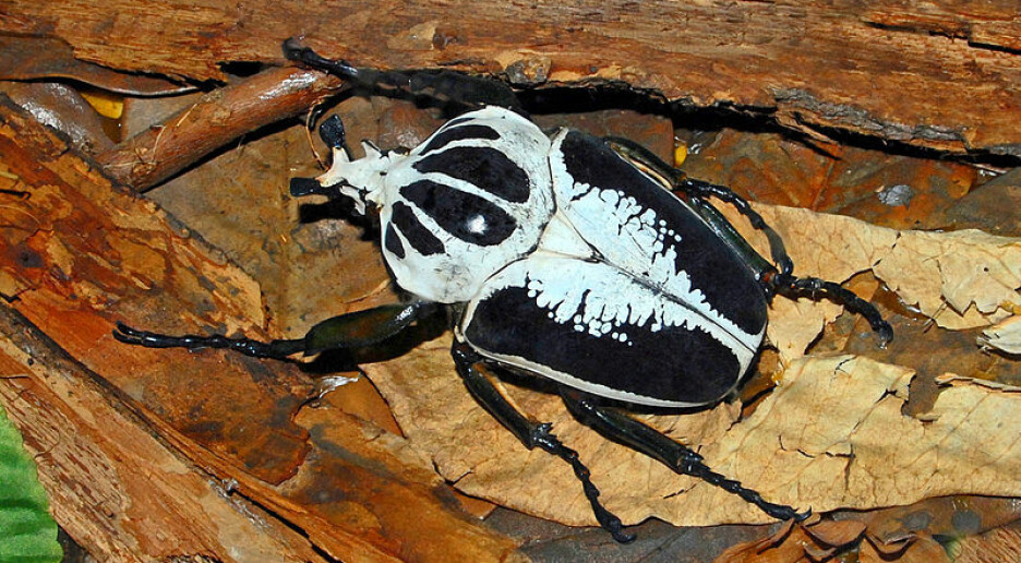 To av verdens største insekter er i ferd med å forsvinne – fordi vi er så glade i sjokolade