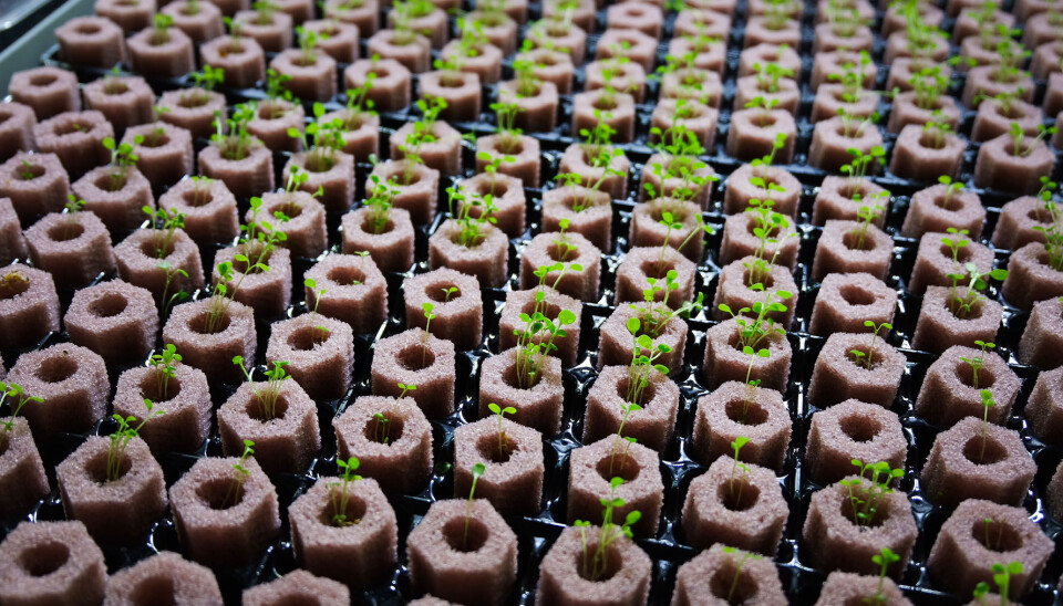 Frøene puttes i små plugger av cellulose.