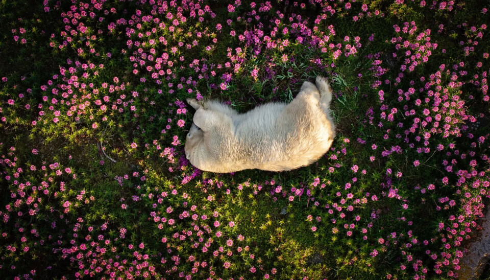 Isbjørn dormer mellom arktiske blomster.