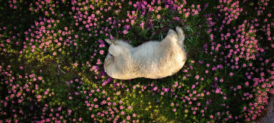 – Øyeblikket var uvirkelig, sier fotograf. Se bilder som vant fotokonkurranse her