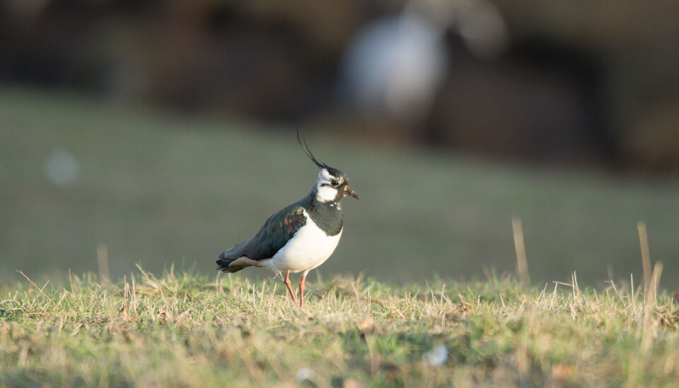Vipa er et attraktivt fotomotiv i jordbrukslandskapet.