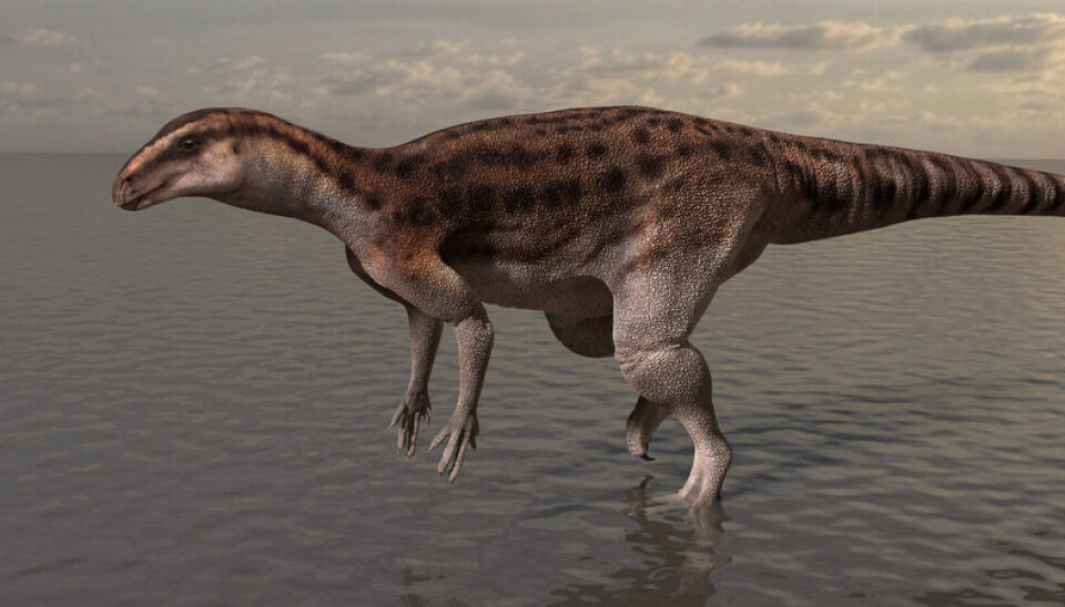 Kanskje så dinosauren som laget fotsporene omtrent slik ut. Hvis du ser nøye på bildet, ser du kanskje at munnen er et kort nebb.