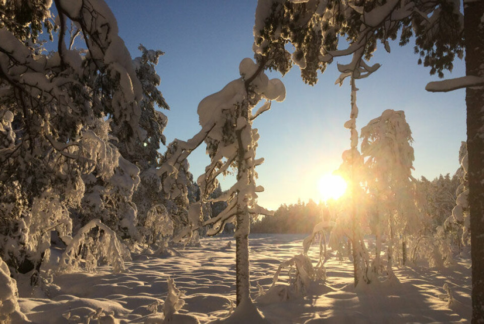 Skogrestaurering kan gi en mer artsrik, variert og robust skog.