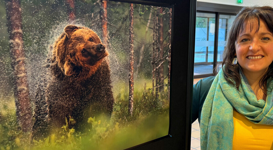 Forskerne ble overrasket over brunbjørnens meny