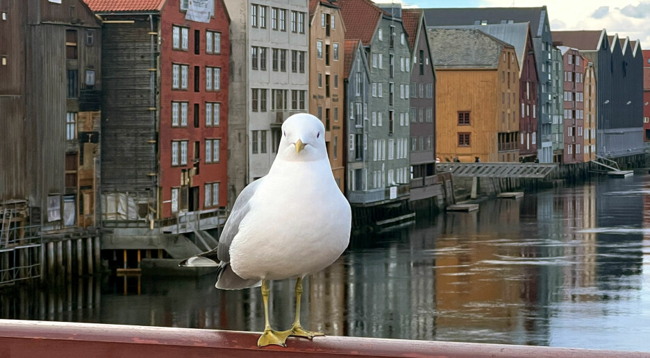 Hvordan leve med måker som bråker?