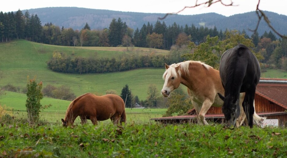 Forsker advarer: Ormekur til dyr skader insekter