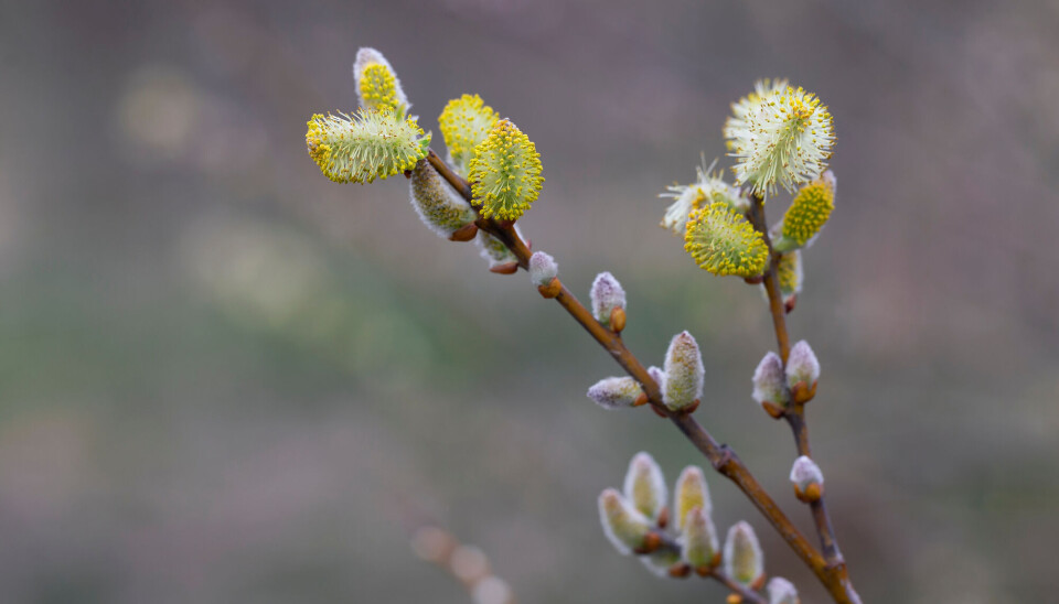 Gåsunger som blomstrer er et sikkert vårtegn. Gåsunger som blomstrerer.