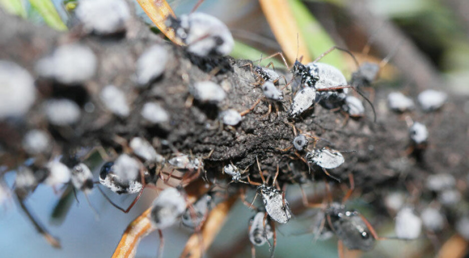 Barna oppdaget dansende bladlus:  – Aldri sett i Norge før, ifølge forsker