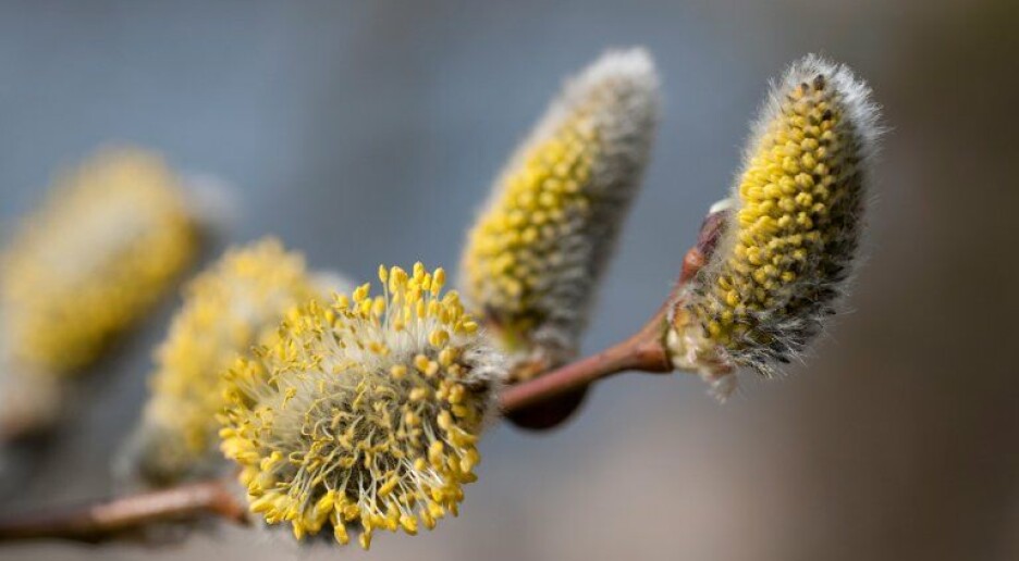 Overraskende funn: Pollen fra furu og selje kan også gi allergi