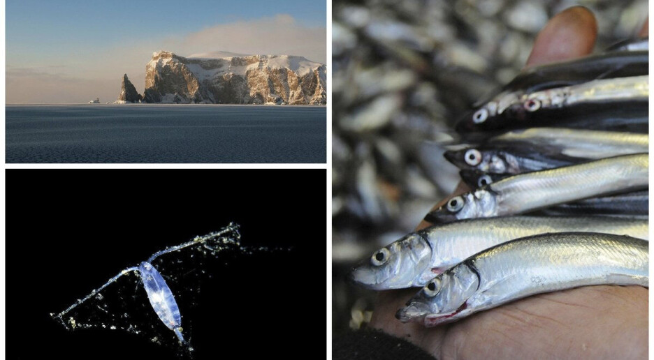 Barentshavet: Slik påverkar varmare hav matvanane til lodde, torsk og plankton