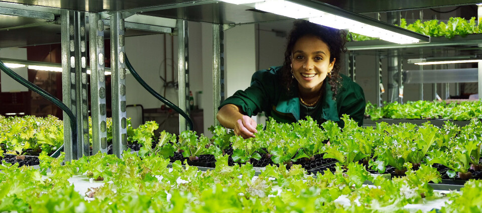 Gartneren Jasmin Idriss er glad for å kunne dyrke hele året.