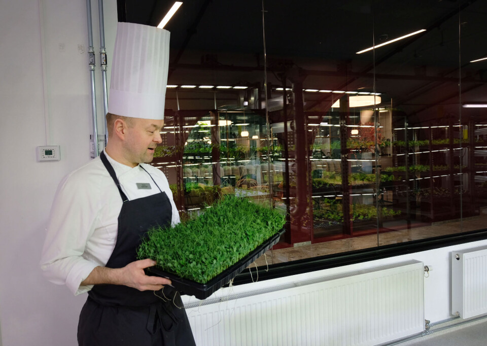 Kokken Marius Haug kommer innom. Han lurer på om gartneren kan dyrke ruccola.