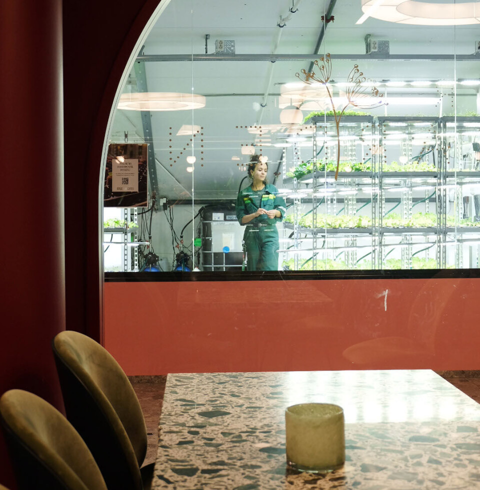 Salatene og urtene fra Jasmin Idriss serveres i restauranten like ved.