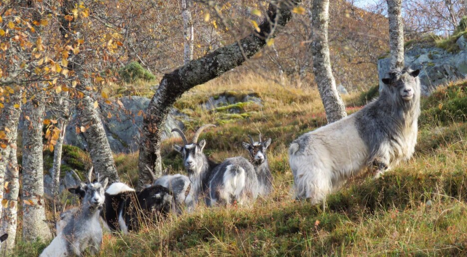 Skal vi ha villgeiter i Norge? Nå skal Stortinget avgjøre skjebnen til geitene på Kvist