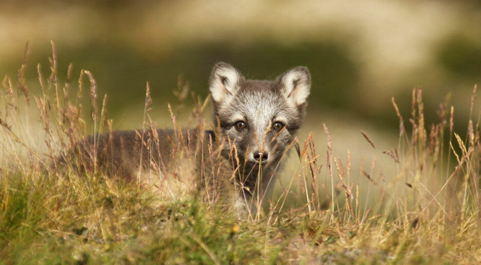Her er sykdommene som kan true fjellreven