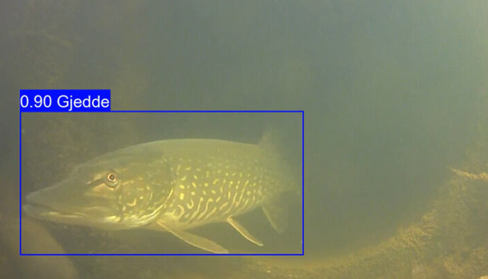 Programmet er 90 prosent sikker på at dette er en gjedde, men det er 100 prosent korrekt! Vi kan nå bruke maskinsyn til å se gjennom videomateriale automatisk takket være dataingeniørene på NTNU.