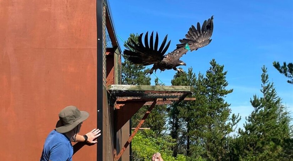 Norsk havørn har blitt etablert på Irland. Nå er det en ny fugl sin tur