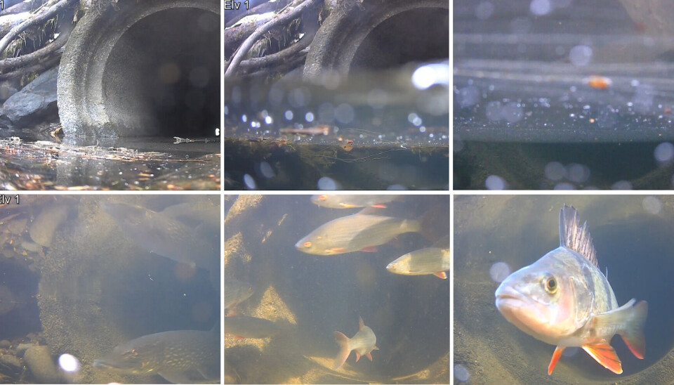 Økt vannføring under vårflommen i Gudbrandsdalslågen fører til oversvømmelser av flommark og bakevjer, og fisken følger etter.