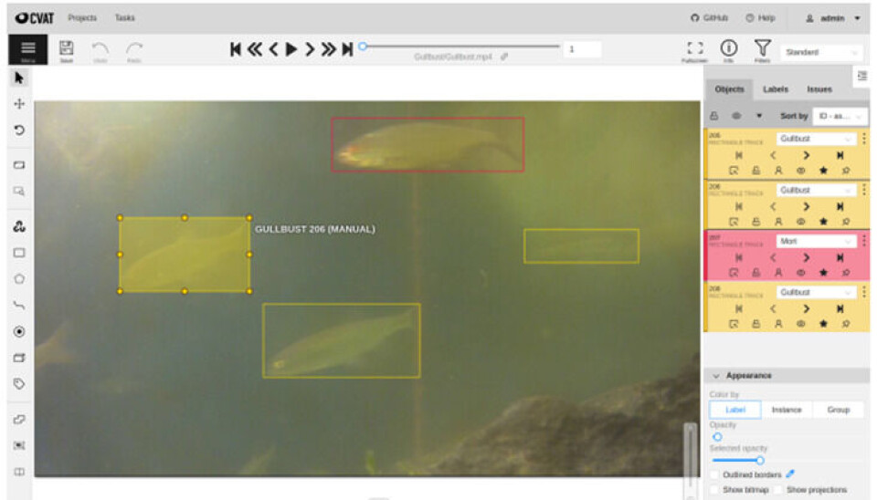 Annotering av fiskearter, her vist ved gullbust. Dette steget det er viktig for å fortelle programmet hva det skal se etter.