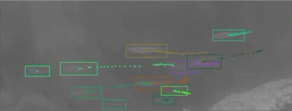 Sporing av ørekyt i grumsete vann og dårlig lys. Sporingen gjør at hvert individ telles én gang i stedet for mange ganger - noe som åpenbart er viktig for overvåking av bestander! Her er det altså 10 ørekyt, ikke 115.