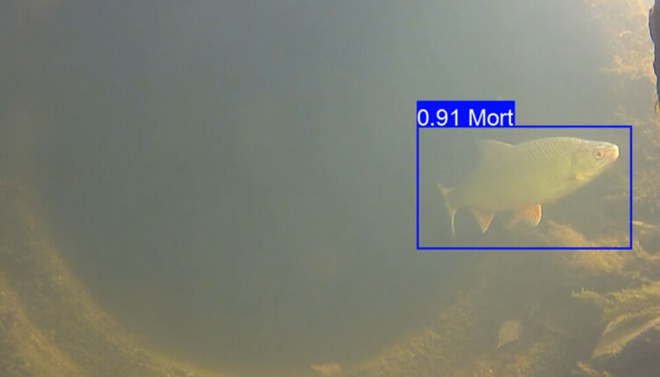 Riktig identifikasjon av mort! Modellen er 91 % sikker.