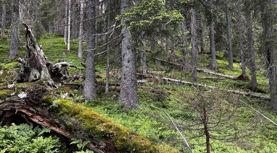 Nå kan du sjekke om det er naturskog der du bor